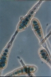 ALTERNARIUM