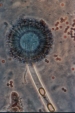 ASPERGILLUS